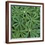 Brown Frame