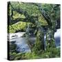 Stretched Canvas
