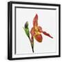 Black Frame