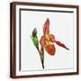 Brown Frame