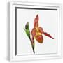 White Frame