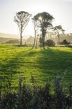 Sheep Grazing in the Green Fields of the Catlins, South Island, New Zealand, Pacific-Michael-Photographic Print
