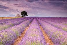 Stone House in Lavender Field-Michael Blanchette-Photographic Print