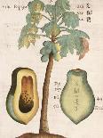 Arbor Papaya (Papaya Tree)-Michael Boym-Stretched Canvas