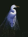 Common Egret in Breeding Plumage-Michael Budden-Framed Giclee Print