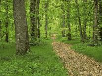 Path Through the Forest in Summer, Avon, England, United Kingdom-Michael Busselle-Photographic Print