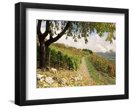 Premium Photographic Print, , large