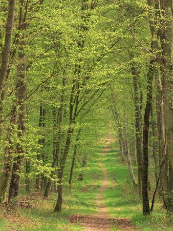 Narrow Path Through the Trees, Forest of Brotonne, Near Routout, Haute Normandie, France