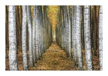 Tree Farm-Michael Cahill-Giclee Print