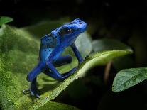 Leaf Tailed Gekco (Uroplatus Fimbriatus) Captive from Madagascar-Michael D. Kern-Photographic Print