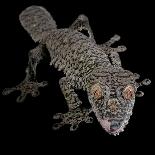 Mossy Leaf-Tailed Gecko, (Uroplatus Sikorae) Captive from Madgascar-Michael D. Kern-Framed Photographic Print