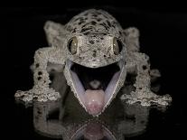 Mossy Leaf-Tailed Gecko, (Uroplatus Sikorae) Captive from Madgascar-Michael D. Kern-Framed Photographic Print