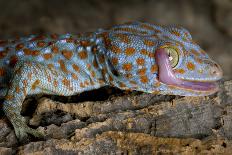 The Tokay Gecko (Gekko Gecko) Licking Its Eye, Captive, From Asia-Michael D. Kern-Photographic Print