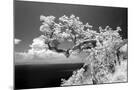 Wood Mount