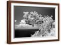 Brown Frame