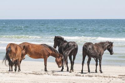 Wild Mustangs in Currituck National Wildlife Refuge, Corolla, Outer Banks, North Carolina