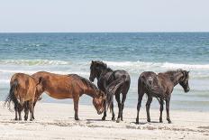 Wild Mustangs (Banker Horses) (Equus Ferus Caballus) in Currituck National Wildlife Refuge-Michael DeFreitas-Photographic Print