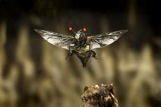 California Myotis (Myotis Californicus) in Flight, Rogue River National Forest, Oregon, USA, August-Michael Durham-Photographic Print