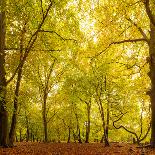 Autumn-Fall Woodland in the Chiltern Hills-Michael Gibbs-Photographic Print