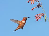 Rufous Hummingbird (Selasphorus rufus) adult male, in flight, hovering at flowers, New Mexico-Michael Gore-Photographic Print