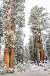 Looking Through A Hole In A Fallen Tree Trunk Out Towards Large Trees In Sequoia NP, CA-Michael Hanson-Framed Photographic Print