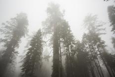 Thick Fog In The Large Trees In Sequoia National Park, California-Michael Hanson-Stretched Canvas