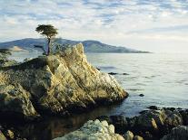 The Lone Cypress Tree on the Coast, Carmel, California, USA-Michael Howell-Framed Stretched Canvas