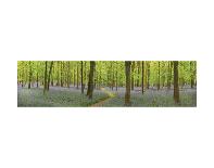 Bluebell Woods Panorama-Michael Hudson-Art Print