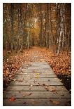 Winding Autumn Path-Michael Hudson-Art Print
