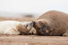 Grey seal pup yawning, UK-Michael Hutchinson-Photographic Print