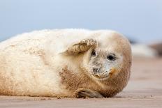 Grey seal pup yawning, UK-Michael Hutchinson-Photographic Print