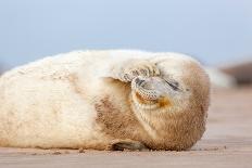 Grey seal pup with flippers out-stretched, UK-Michael Hutchinson-Photographic Print