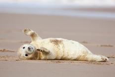 Grey seal pup yawning, UK-Michael Hutchinson-Photographic Print