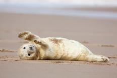 Grey seal pup with flippers out-stretched, UK-Michael Hutchinson-Photographic Print