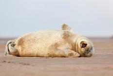 Grey seal pup yawning, UK-Michael Hutchinson-Photographic Print