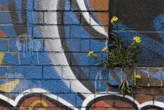 Groundsel (Senecio Sp) Growing Out of Brick Wall Covered in Colourful Graffiti, Bristol, UK-Michael Hutchinson-Photographic Print