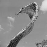 Giant Replica of King Cobra-Michael J. Ackerman-Photographic Print