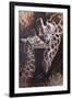 Michael Jackson 28-Michael Jackson-Framed Premium Giclee Print