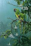 Perroquets-Michael Jackson-Giclee Print