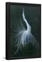 Essential Black