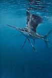 Sailfish-Michael Jackson-Giclee Print