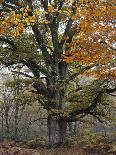 Old trunk of a beech in the Urwald Sababurg, Reinhardswald, Hessia, Germany-Michael Jaeschke-Photographic Print
