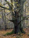 Old trunk of a beech in the Urwald Sababurg, Reinhardswald, Hessia, Germany-Michael Jaeschke-Photographic Print