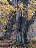 Oak in the Urwald Sababurg, Reinhardswald, Hessia, Germany-Michael Jaeschke-Photographic Print