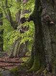 Old trunk of a beech in the Urwald Sababurg, Reinhardswald, Hessia, Germany-Michael Jaeschke-Photographic Print
