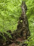 Old beeches in the Urwald Sababurg, Reinhardswald, Hessia, Germany-Michael Jaeschke-Photographic Print