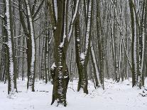 Winter in the Urwald Sababurg, Reinhardswald, Hessia, Germany-Michael Jaeschke-Photographic Print