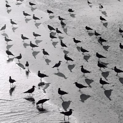 Escher's Seagulls