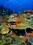 Coral Plates, La Sorciere, Soufriere Bay, Soufriere, Dominica-Michael Lawrence-Framed Photographic Print