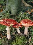 Fly Agaric Mushrooms In Wood-Michael Marten-Framed Stretched Canvas